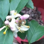 Bee and blossoms