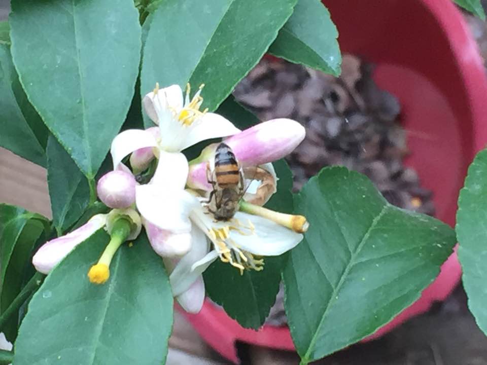 Bee and blossoms