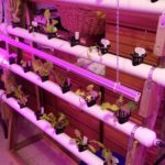 hydroponic system