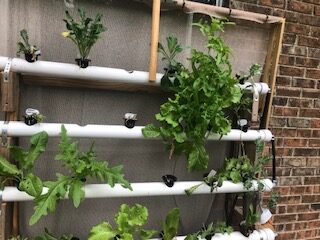 hydroponic lettuce