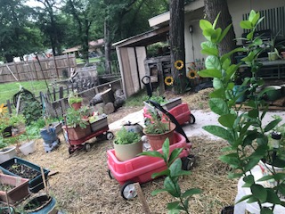 herb bed