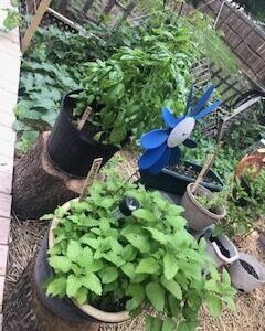 basil & lemon balm