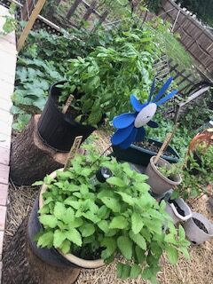 basil & lemon balm