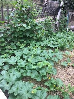 cantaloupe & watermelon patch