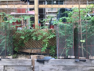 Beefsteak tomato bed