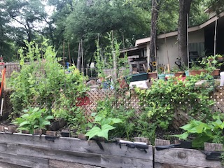 carrots, peas & radish bed