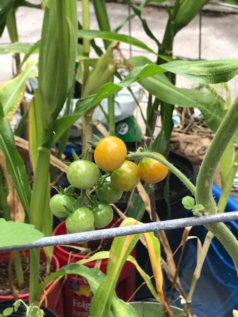 Cherry tomatoes