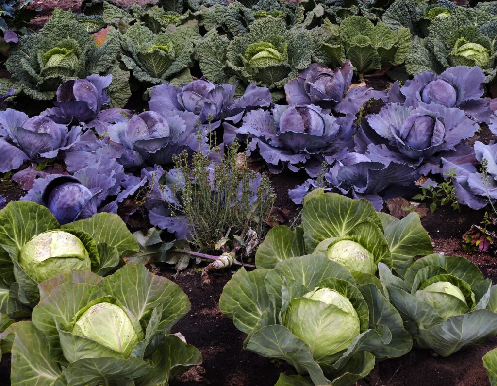 brassicas