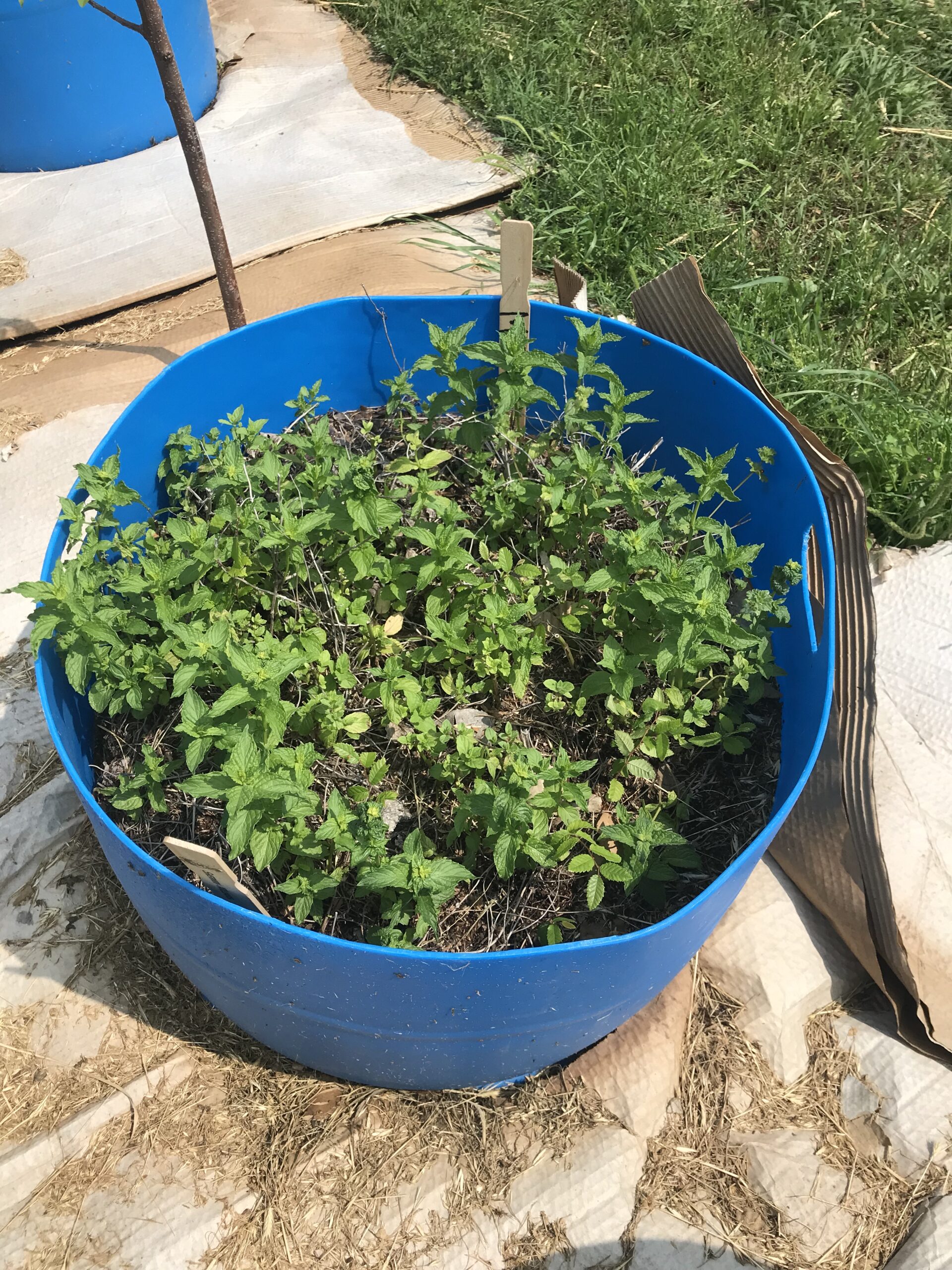 Harvesting Peppermint