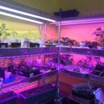 Water Problem in the Grow Room