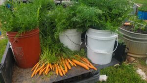 Veggies in the fall garden
