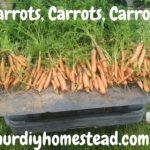 Carrots, Carrots, Carrots!