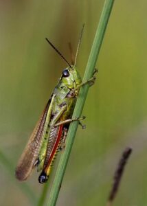 Bugs in the garden