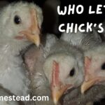 Chicks, Chicks, Market Chicks